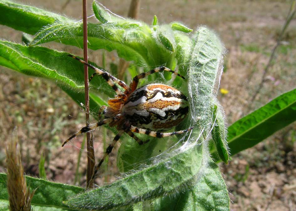 Aculepeira armida